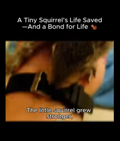 A1411004 La vida de una pequeña ardilla se salvó gracias a Bond Life (Parte 2)