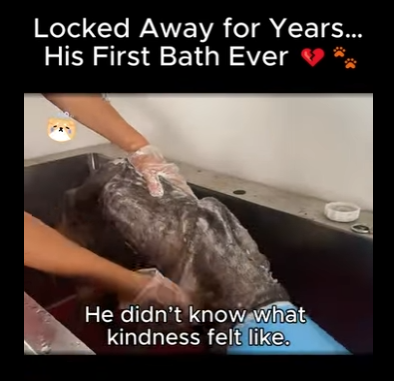 A1411005 Encerrado Años Su Primer Baño (Parte 2)