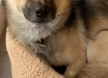 poor puppy was abandoned on rainy day.#rescue#fyp#animals#puupy_part2.