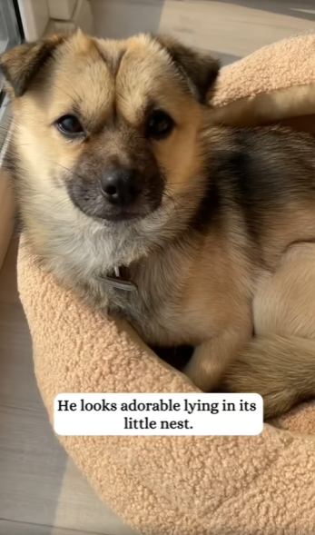 poor puppy was abandoned on rainy day.#rescue#fyp#animals#puupy_part2.