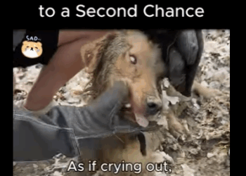 A1411008 Lágrimas en Salvaje a Segunda Oportunidad (Parte 2)