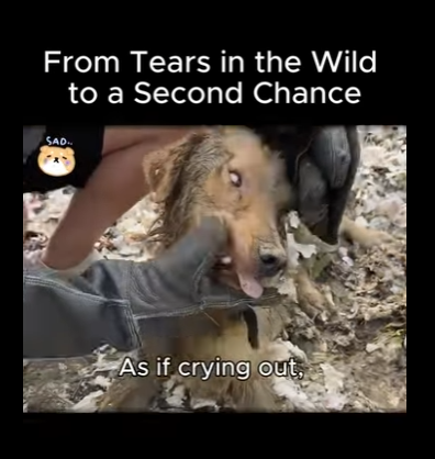 A1411008 Lágrimas en Salvaje a Segunda Oportunidad (Parte 2)