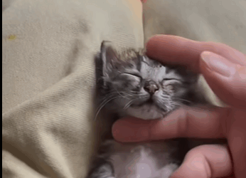 saw poor kitten lying on road! #rescue#fyp#animals#kitten part2