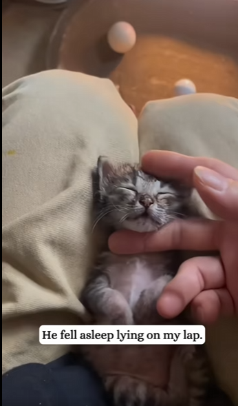 saw poor kitten lying on road! #rescue#fyp#animals#kitten part2