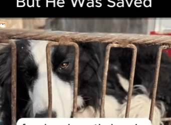 A1411009 Vendido a la carnicería, pero fue salvado (Parte 2)