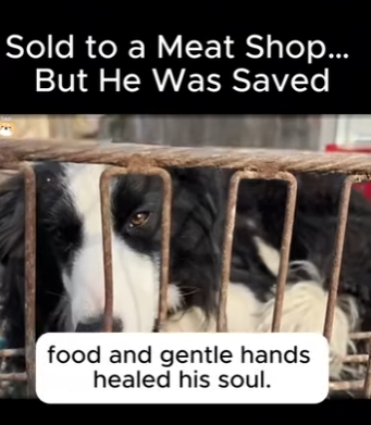 A1411009 Vendido a la carnicería, pero fue salvado (Parte 2)