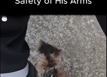 A1411011 Calles a la seguridad de sus armas (Parte 2)