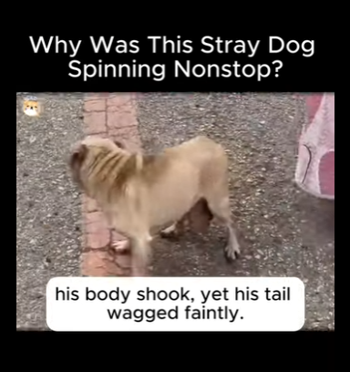 A1411012 ¿Por qué el perro callejero daba vueltas sin parar? (Parte 2)