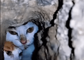 U1411001 Saving one life changes the world for that soul (Part 2)