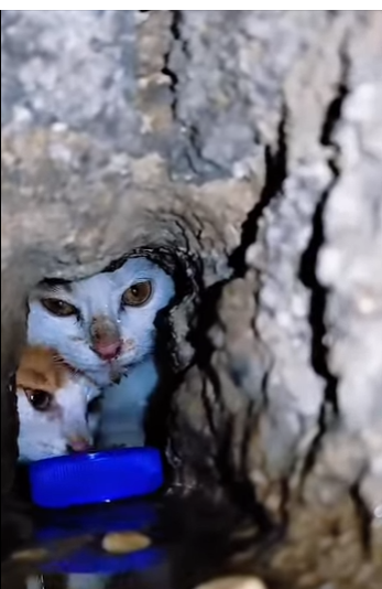 U1411001 Saving one life changes the world for that soul (Part 2)