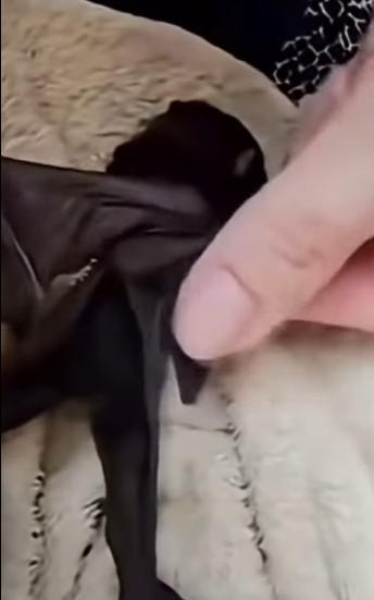 U1411002 Rescue isn’t just an action — it’s love in motion (Part 2)