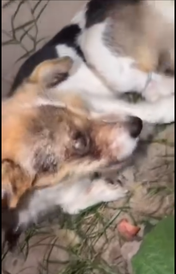 U1411003 They only need a chance to feel safe again (Part 2)