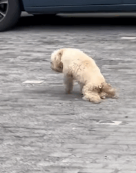 Watch this stray’s first hug — pure, innocent, and full of hope (Parrt 2)