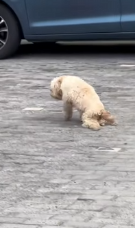 Watch this stray’s first hug — pure, innocent, and full of hope (Parrt 2)