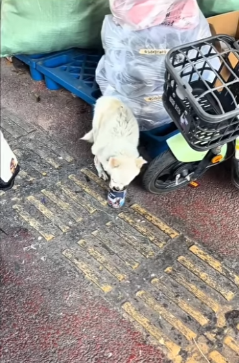 U1411009 Every rescue is a small miracle (Part 2)