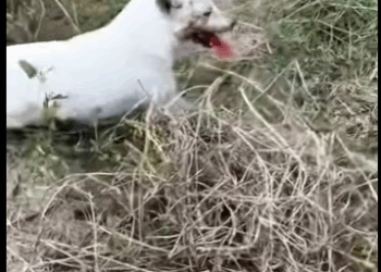 U1411010 Be the reason an animal believes in humans again (Part 2)