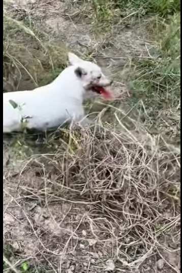 U1411010 Be the reason an animal believes in humans again (Part 2)