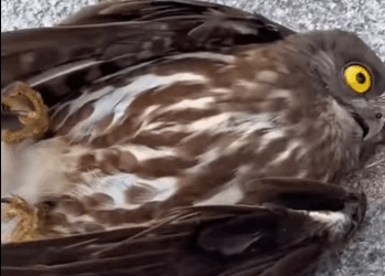 R1411001 Búho de rescate (Parte 2)