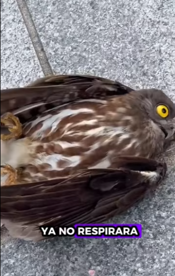 R1411001 Búho de rescate (Parte 2)