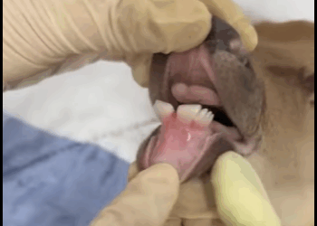 R1411002 Rescate de ciervos (Parte 2)