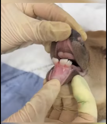 R1411002 Rescate de ciervos (Parte 2)