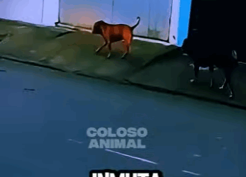 El Rottweiler Se Acobardó Ante Un Pitbull Imperturbable Rottw (Parte 2)