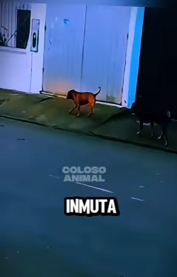 El Rottweiler Se Acobardó Ante Un Pitbull Imperturbable Rottw (Parte 2)