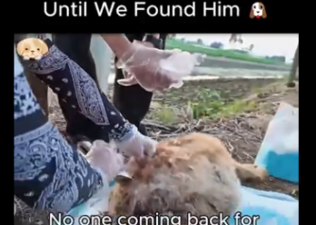 C0607006 Was His Only Shelter Until We Found Him (Part 2)