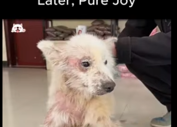 C0809001 He Was All Sadness Scars Two Months Later, Pure Joy (Part 2)