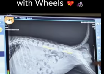 C0607010 Left to Suffer Alone Now He Runs Again Wheels (Parte 2)