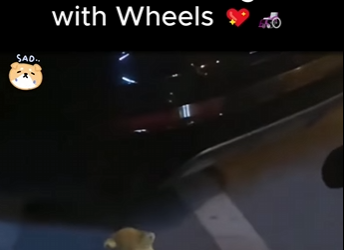 C0607009 Found Puppies Hidden Under Rock (Parte 2)