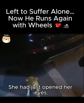 C0607009 Found Puppies Hidden Under Rock (Parte 2)