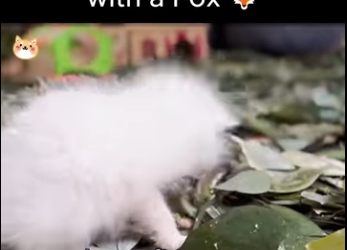 C0607008 Rescue to Goodbye Unforgettable Days Fox (Part 2)c