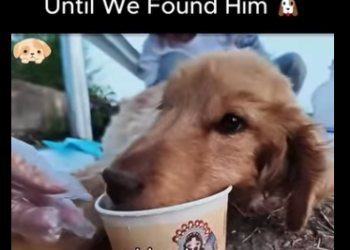 C0607006 Was His Only Shelter Until We Found Him (Part 2)