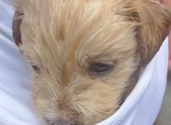 A0912006 Cachorro rescatado (Parte 2)