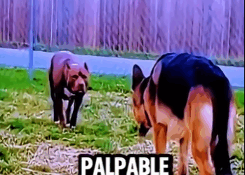 El Pastor Alemán Huyó Del Pitbull Sin Pensarlo German Shepherd Ru (Parte 2)