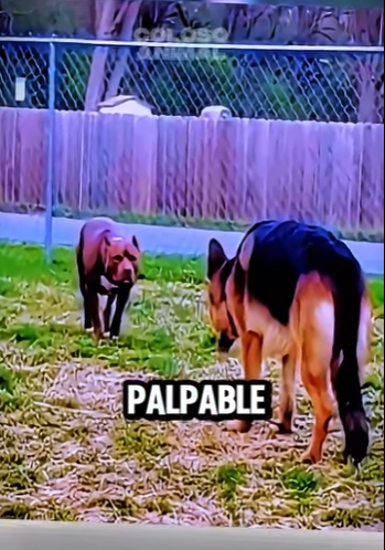 El Pastor Alemán Huyó Del Pitbull Sin Pensarlo German Shepherd Ru (Parte 2)