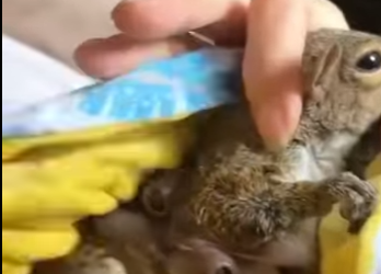 A0912007 Ardillas de rescate (Parte 2)