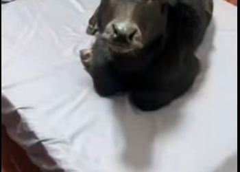 A0912005 Rescate de ganado (Parte 2)