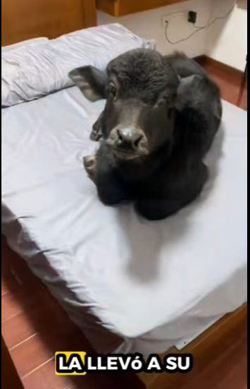 A0912005 Rescate de ganado (Parte 2)