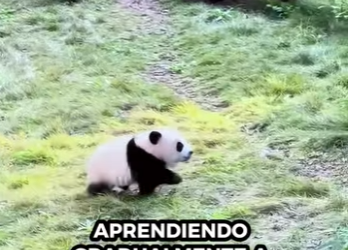 A0912002 Rescatando pandas (Parte 2)