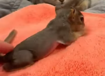 A0912004 Rescatando un cachorro de animal que fue abandonado al nacer (Parte 2)