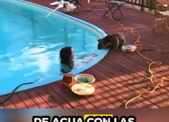 A0912001 woman helped koala drink water (Parte 2)