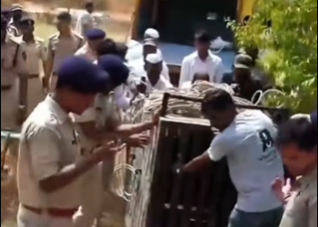 A0912008 Rescatar al leopardo (Parte 2)