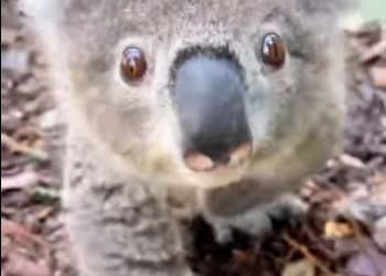 A0912003 Koala rescue (Parte 2)