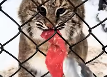 A0912009 Lince de rescate (Parte 2)