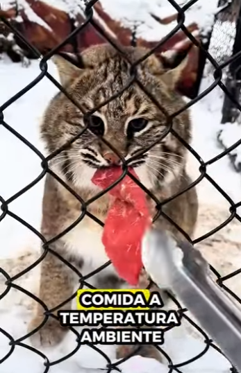 A0912009 Lince de rescate (Parte 2)