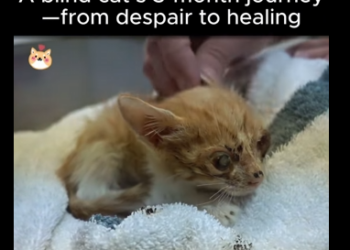C0607001 blind cat month journey despair to healing (Part 2)