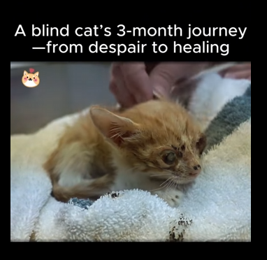 C0607001 blind cat month journey despair to healing (Part 2)
