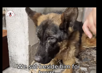 C0809004 Hopeless to Home (Part 2)